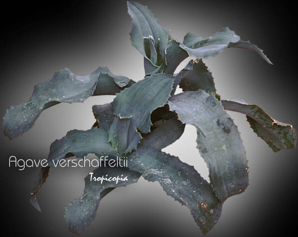 Cactus & Succulent - Agave verschaffeltii - Blue Agave, Century plant